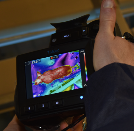 Pigs | CIEL | AFBI Thermal Camera