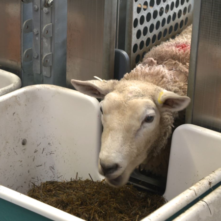 AFBI Sustainable Sheep Production Research Platform | CIEL