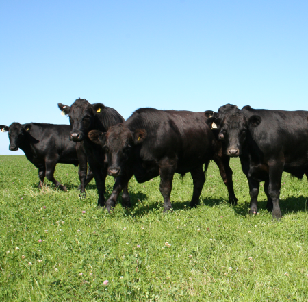 Aberdeen Angus Cattle