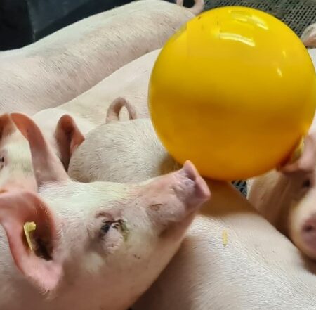 Pigs Playing | CIEL | SRUC