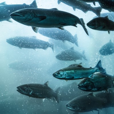 2020-21 Aquaculture | 2022-23 Aquaculture