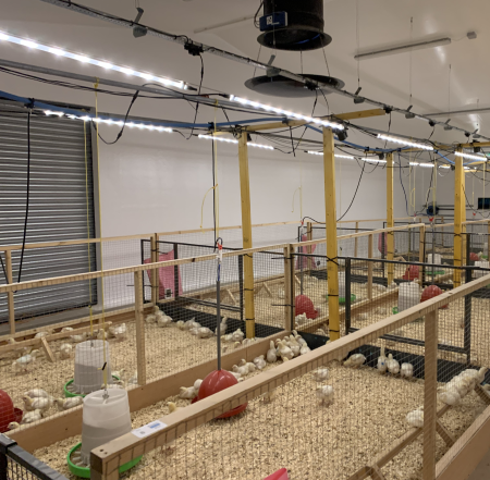 Poultry Trial | SRUC | antimicrobial