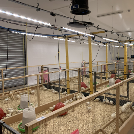 SRUC Poultry Trial Microparticles Poultry Trial | SRUC | antimicrobial