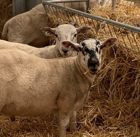 Sheep | LARIF | CIEL Services | Innovation Excellence in Livestock