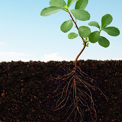 Improving soils to halt climate change ‘costing the earth’