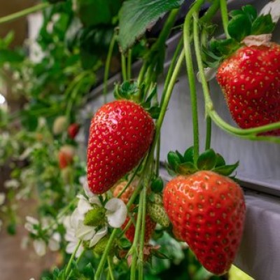 Centres react to uk government food strategy