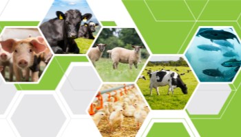 CIEL Insights ‘Data Discussion’ Webinar