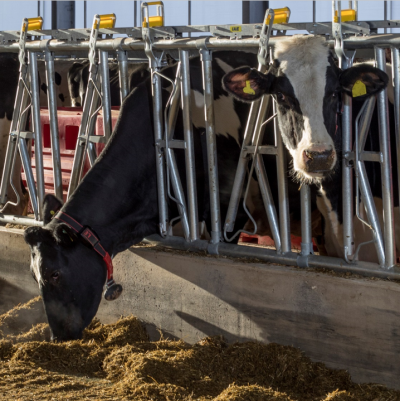 AFBI project evaluates milk production from sustainable feed resources