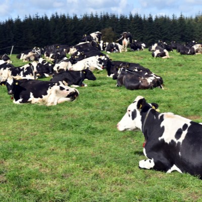 Practical steps for dairy farmers to reduce carbon emissions