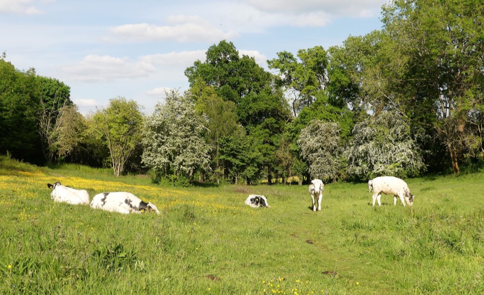 Biodiversity COP15 | Biodiversity Conference