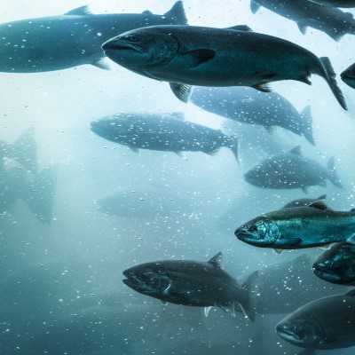 CIEL aquaculture seed funding projects underway