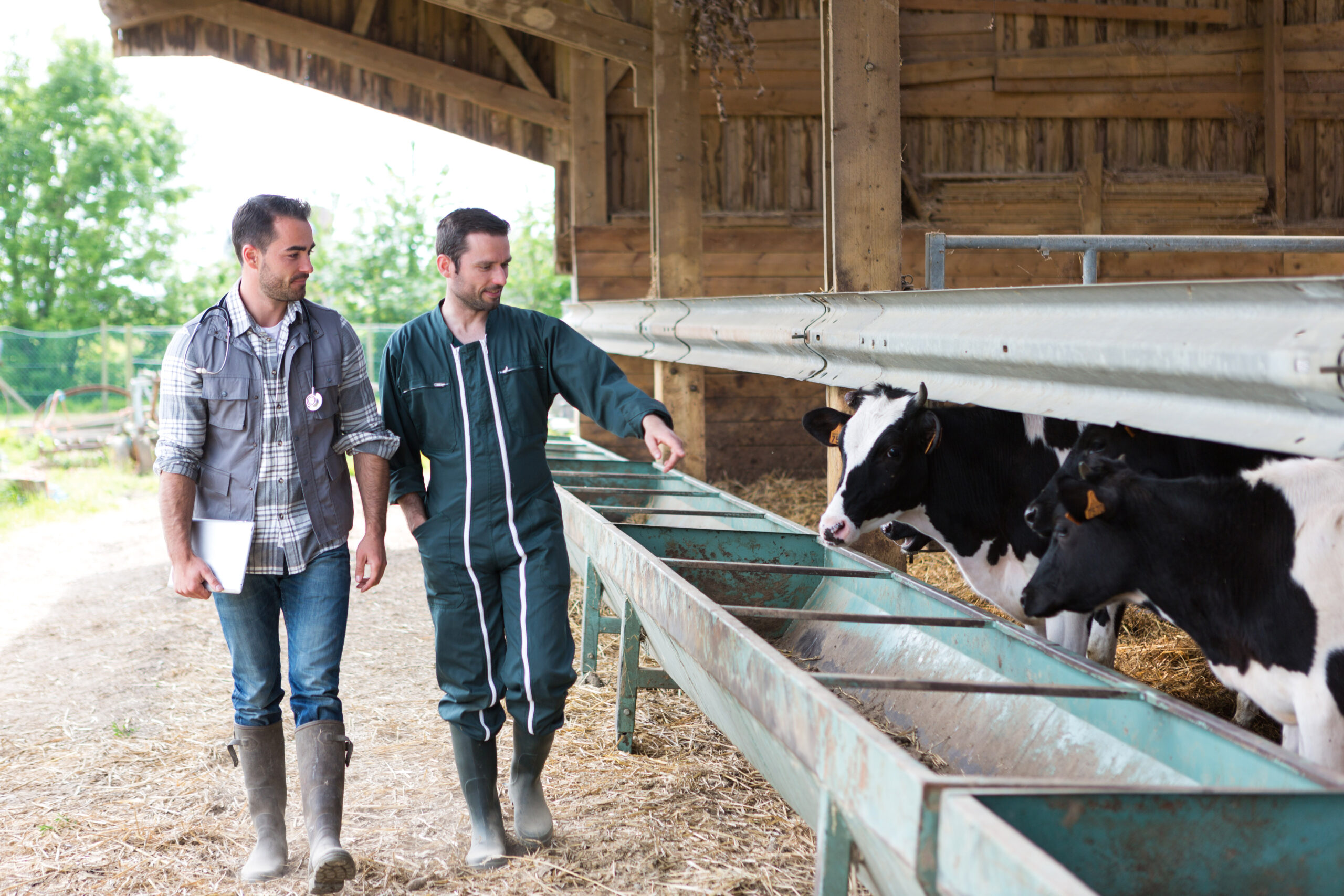 Farmer and veterinary working together in a barn The road to adoption of new innovations
