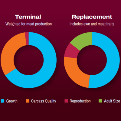 Economic indexes launched for Texels
