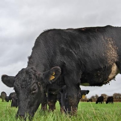 NFU calls for new methane metric to be used in GHG calculations