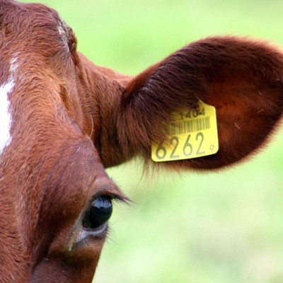 ear tag | SRUC | CIEL