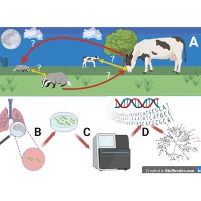 Genome science reveals patterns of bTB transmission within and between cattle and badger populations in the TVR zone