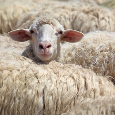 European sheep project