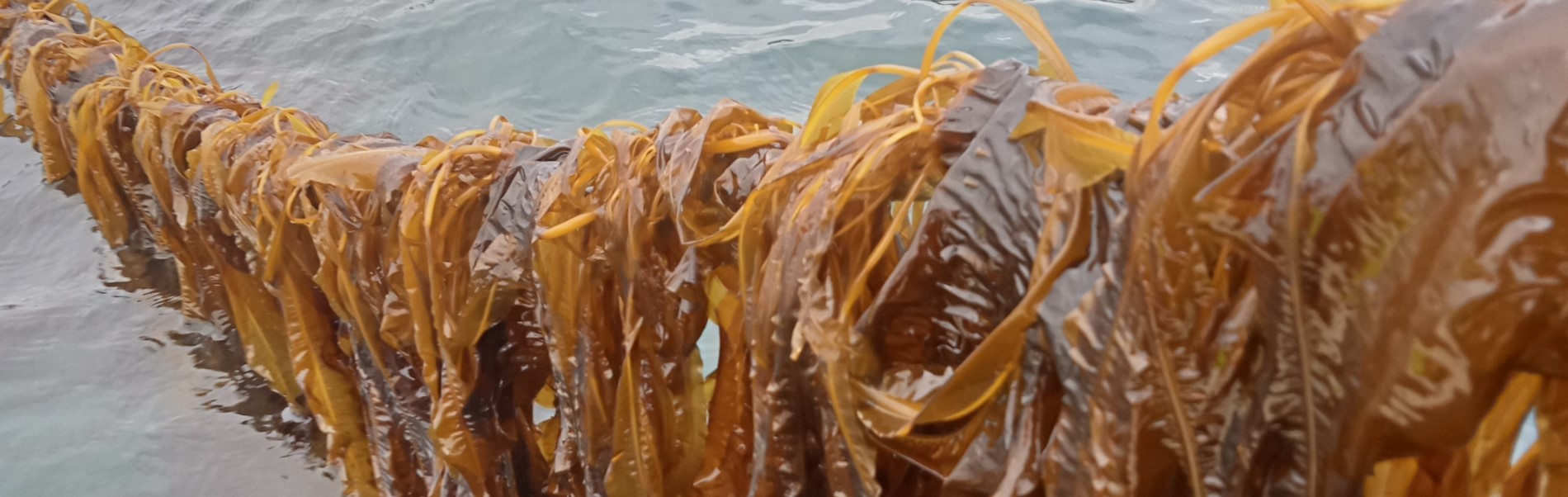 IMG20230302144140 1900 World Fisheries and Aquaculture 2022