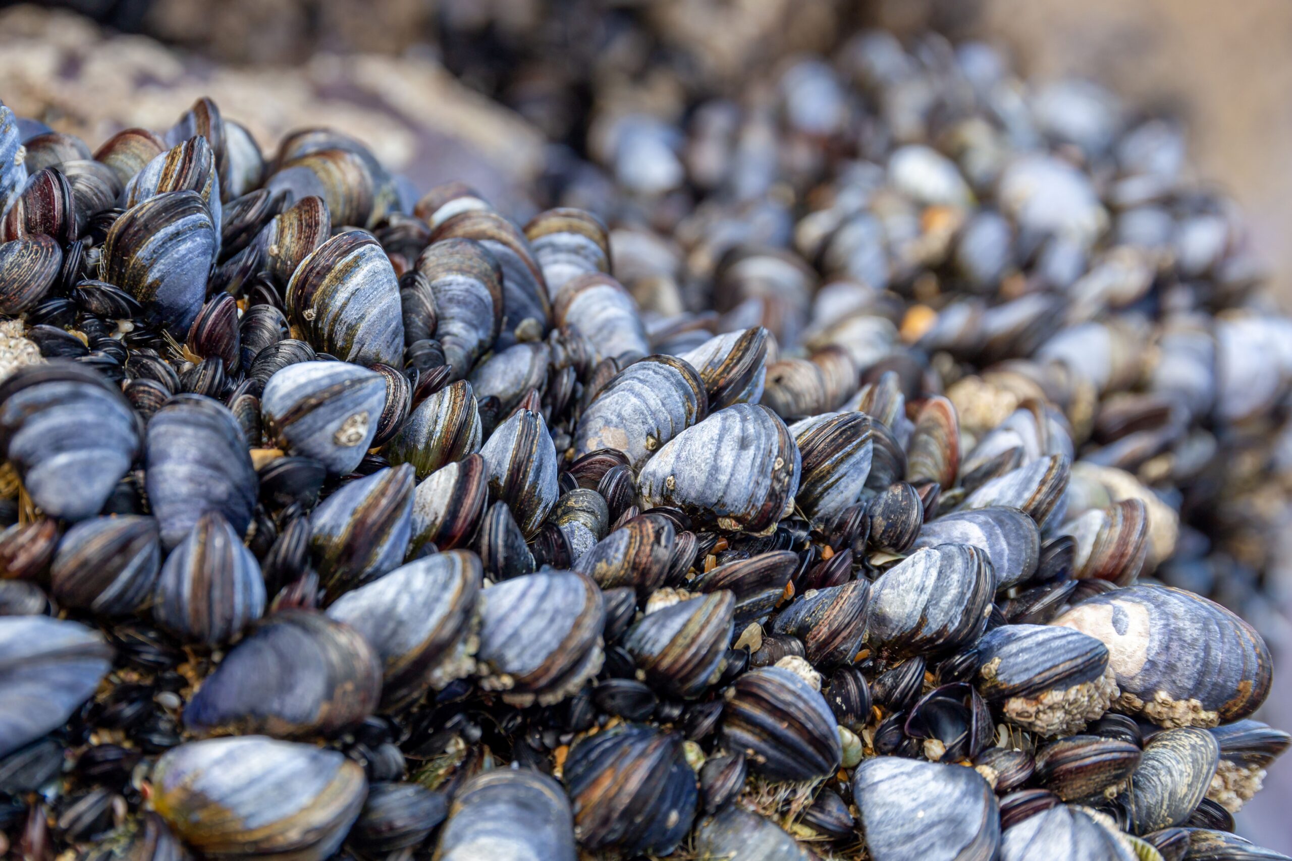 Mussels World Fisheries and Aquaculture 2022