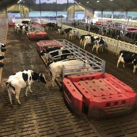 Cows | CIEL | CDSI Moveable Layout