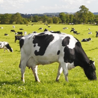 Innovate UK Smart Grant win for Dairy cow | CIEL Member Antler Bio| EPIHERD