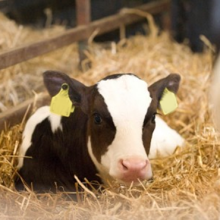 Young Calf |Determining risk to diary-sourced bull calves | CIEL | UK beef farming