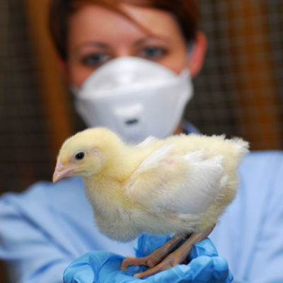 tackle bird flu