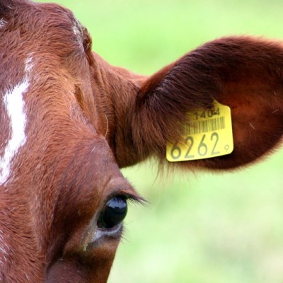 Project aims to solve ear tag issues