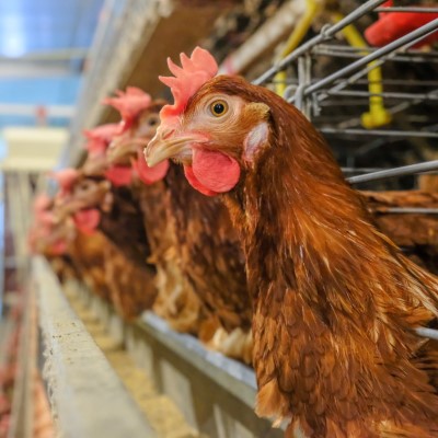 Radiography could transform poultry breeding