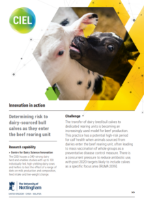 Centre for Dairy Science Innovation | Dairy sourced bull calves risk