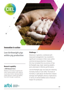 AFBI Research Farm Low Birth Weight Pigs | CIEL