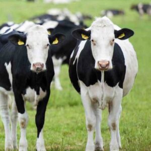 Researchers form all-island project on bovine TB