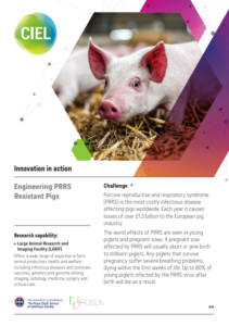 Large Animal Research Imaging Facility (LARIF) Engineering PRRS Resistant Pigs