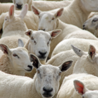 livestock veterinary antibiotics | Lowest ever sales of livestock veterinary antibiotics recorded in UK
