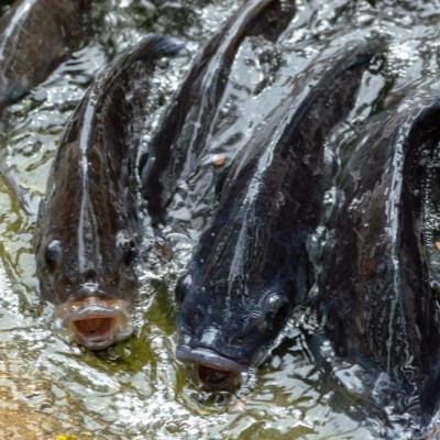 DNA reference for key fish species aids food security