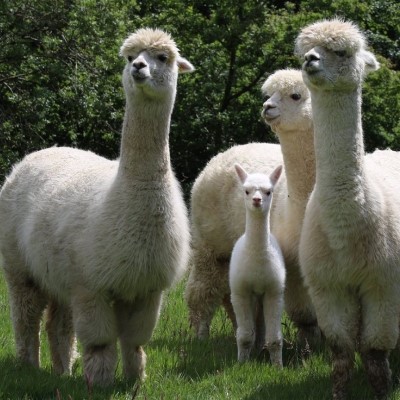 Alpaca grazing could help tackle climate change | Alpaca's standing in a field