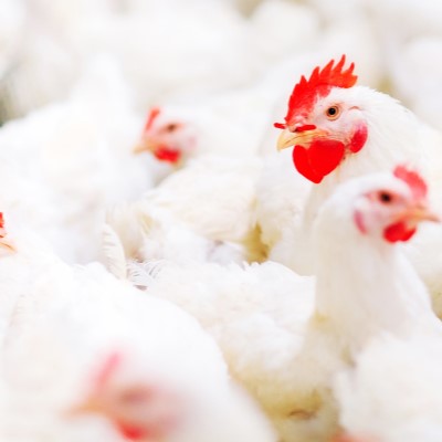 Multi-species study aids understanding of bird flu