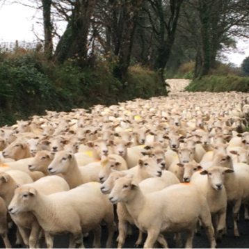 Breeding for tolerance to worms for the future of sheep farming in England