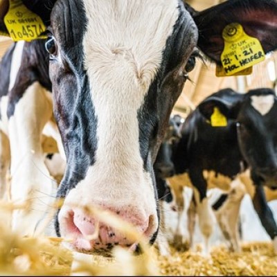 Breeding for feed-efficient dairy cows