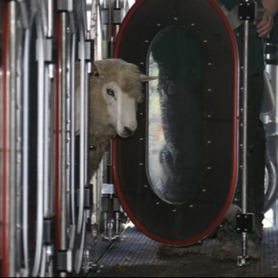 First UK outing for portable chambers to measure sheep methane