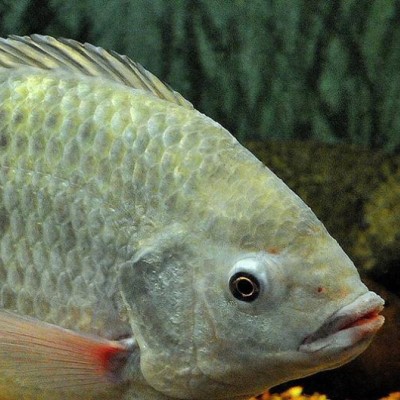 Genetic patterns linked to production traits in key fish species