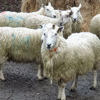 Tackling common livestock infection using novel technologies focus of new study