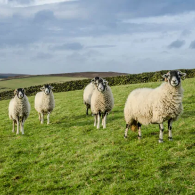 £6m project is on a mission to develop novel sheep vaccine